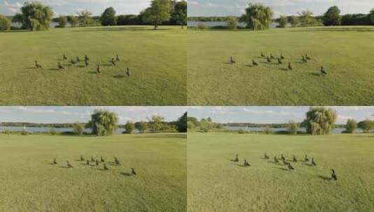 一群鹅在草地上探索日落时分啄食的草地高清在线视频素材下载