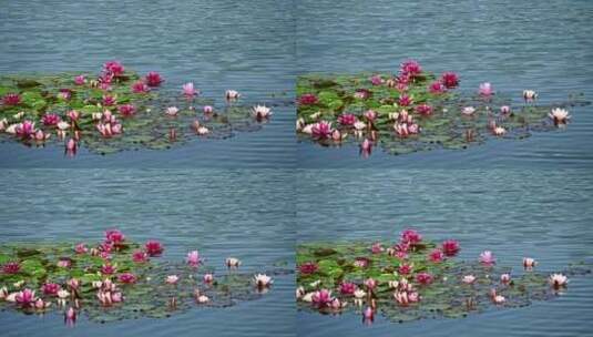 夏天池塘里盛开的睡莲在水流下摇动高清在线视频素材下载