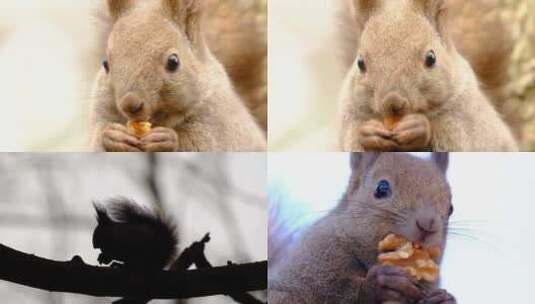 可爱的红松鼠吃东西松鼠吃核桃仁坚果特写高清在线视频素材下载