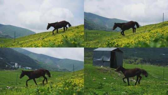 新疆伊犁大草原马吃草高清在线视频素材下载
