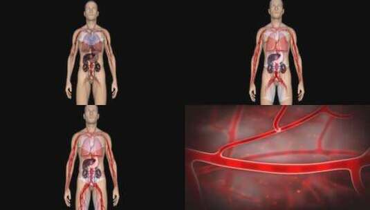 软化血管 修复内脏 人体器官 三维机理高清在线视频素材下载