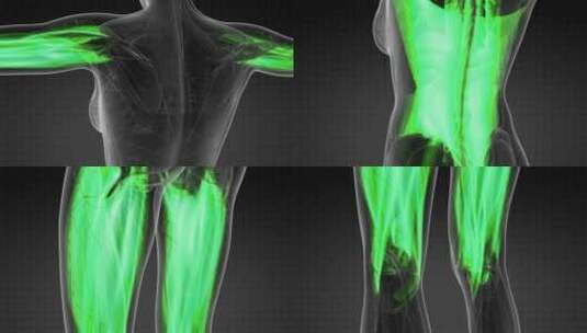 人体肌肉解剖学高清在线视频素材下载