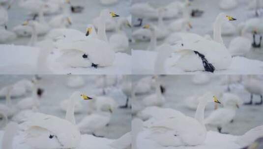 慢动作可爱白天鹅雪景湖景冬日野生动物高清在线视频素材下载