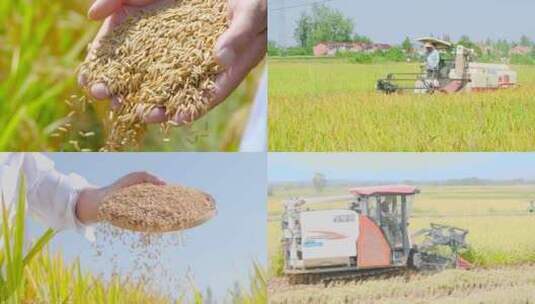 稻田稻谷 大米 粮食 收获高清在线视频素材下载