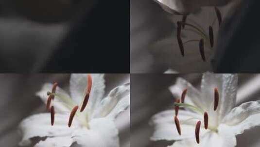 美容镜头，花，丝滑，花卉高清在线视频素材下载