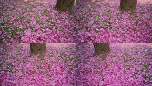 8K超清植物绚丽海棠花高清在线视频素材下载