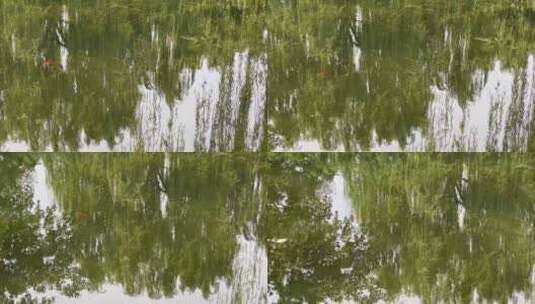 水塘池塘水草水流波纹水下高清在线视频素材下载