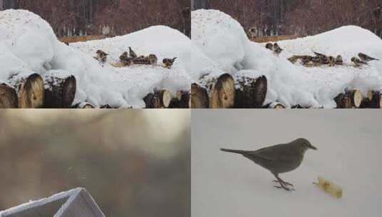 冬季在雪地里觅食的麻雀小鸟高清在线视频素材下载