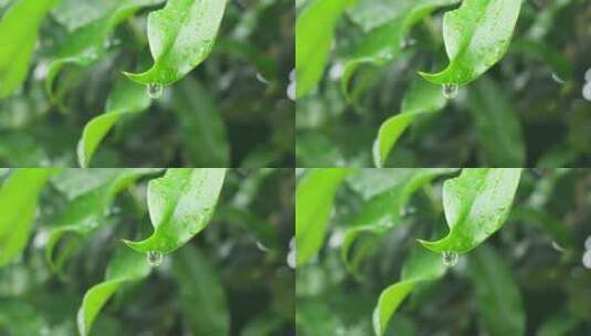 下雨天桂花树金桂八月桂花植物水滴升格高清在线视频素材下载