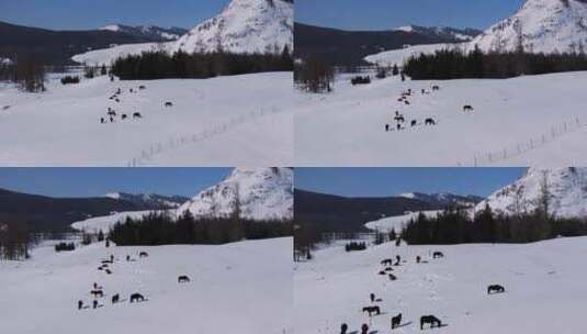 航拍新疆冬季喀纳斯河流晨雾雪山森林雪景高清在线视频素材下载