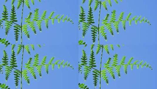 阳光照射下的森林绿色蕨类植物叶子特写高清在线视频素材下载