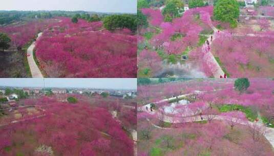 航拍梅园，梅花素材，赏花，春天梅花风景区高清在线视频素材下载