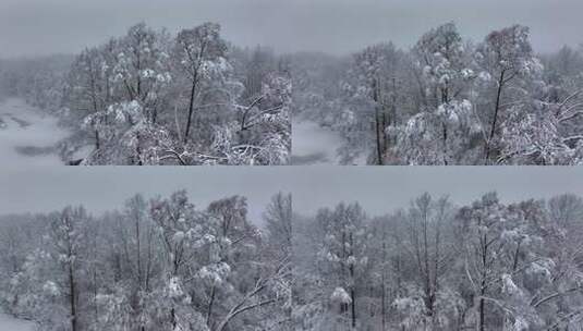 东北冬天暴雪大雪中的林海雪原高清在线视频素材下载