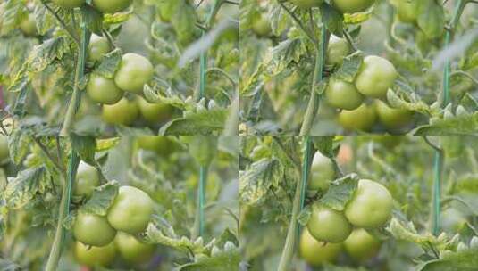 西红柿 植物高清在线视频素材下载