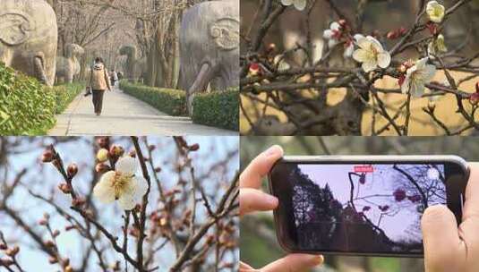 梅花 开花 梅花树高清在线视频素材下载