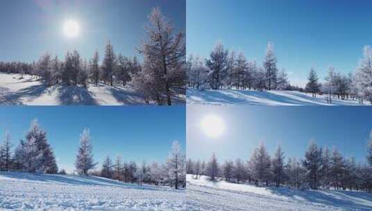 雪后树林银装素裹的冬日景象高清在线视频素材下载