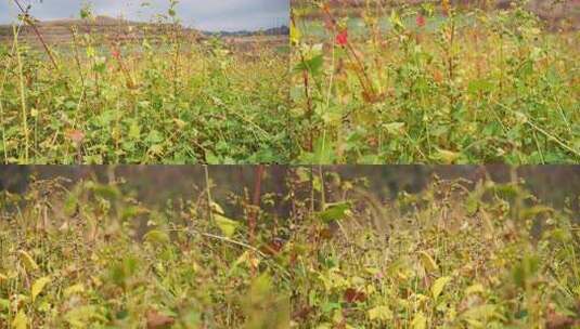 田野间繁茂的绿色植物高清在线视频素材下载