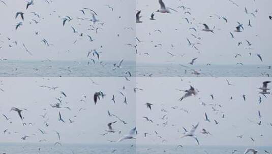 4K海边飞翔的海鸥高清在线视频素材下载