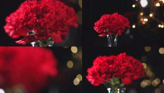 红色康乃馨金色光斑浪漫康乃馨特写高清在线视频素材下载