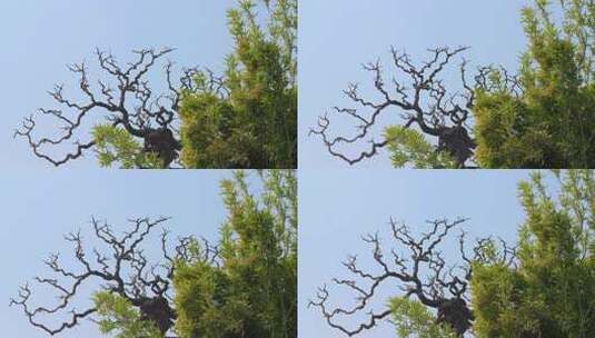 枯树树干与绿色竹林高清在线视频素材下载