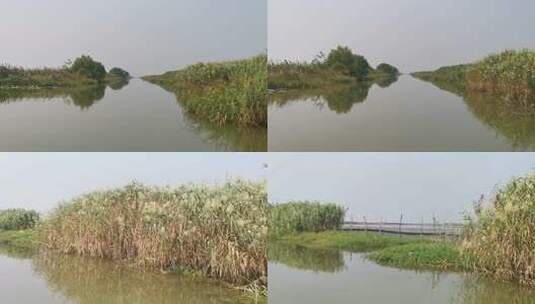 湿地 湖畔 岸边 芦苇荡 洪泽湖 湖水高清在线视频素材下载