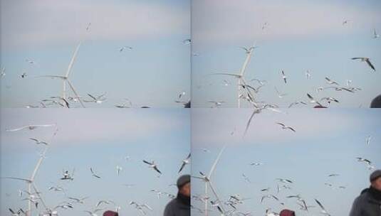 海鸥 海边 海平线 群鸟 大海高清在线视频素材下载