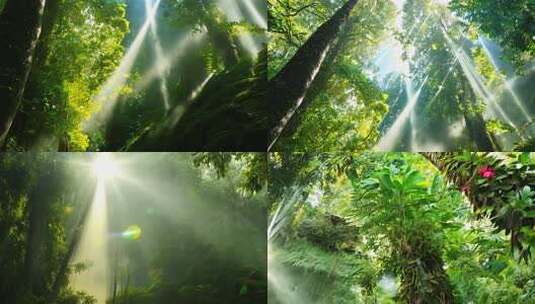 雨林繁茂 阳光穿透 生机勃发景象高清在线视频素材下载