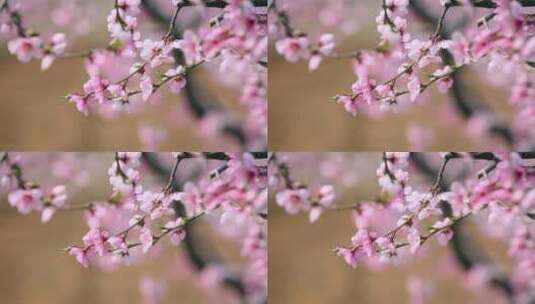 春天满树开放的桃花高清在线视频素材下载