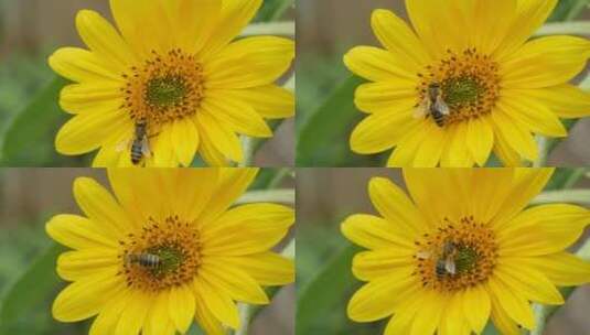 吃花蜜的蜜蜂高清在线视频素材下载