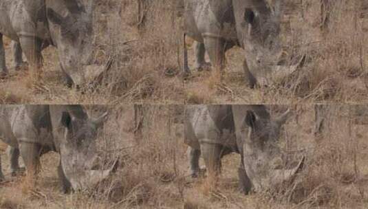 犀牛觅食的镜头高清在线视频素材下载