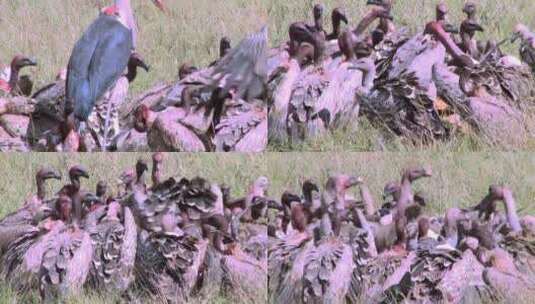 草原上争抢食物的秃鹰高清在线视频素材下载