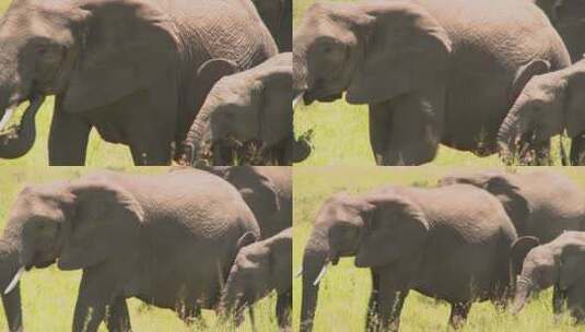 大象群走在草原上高清在线视频素材下载