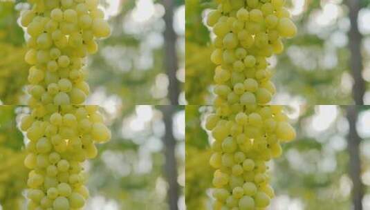 阳光照耀在多汁的葡萄串上高清在线视频素材下载