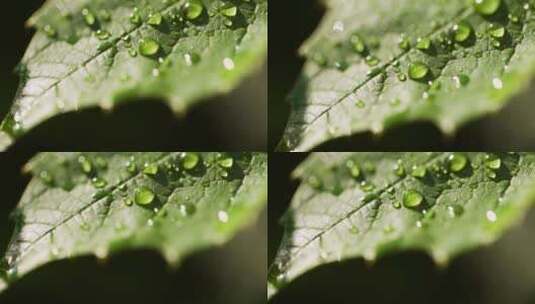 叶表面的水滴高清在线视频素材下载