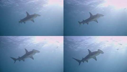 海洋下的鱼群和锤头鲨高清在线视频素材下载