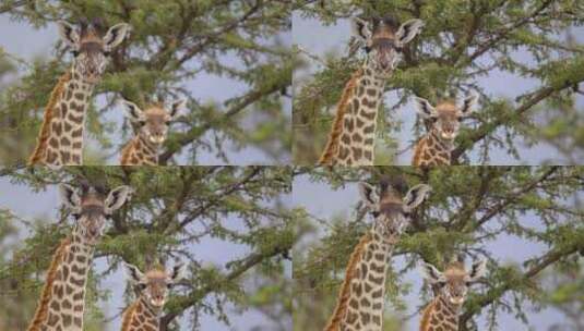 动物园中的长颈鹿高清在线视频素材下载