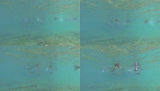 海底游泳的企鹅高清在线视频素材下载