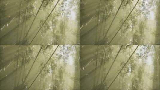 竹林弥漫的晨雾天气高清在线视频素材下载