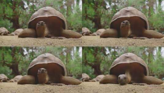 热带公园里的巨龟高清在线视频素材下载