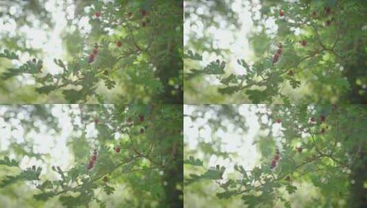 树枝上的果子高清在线视频素材下载