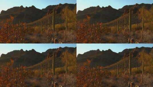 莫哈韦沙漠里的仙人掌植物景观高清在线视频素材下载