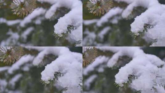 积雪覆盖着松树的叶子高清在线视频素材下载