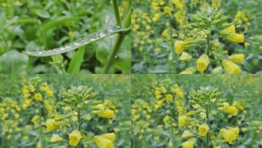 阴雨天气黄色油菜花叶上的水滴高清在线视频素材下载