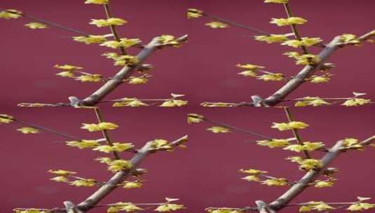 春天北京卧佛寺内盛开的腊梅花高清在线视频素材下载