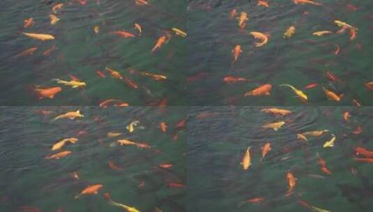 锦鲤水池中游动素材高清在线视频素材下载