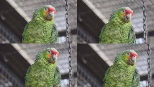 笼子里的鸟类鹦鹉漂亮高清在线视频素材下载
