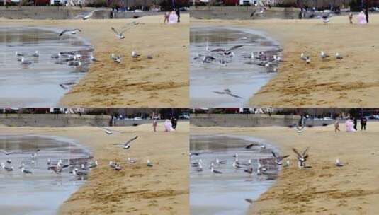 海滩上的海鸥高清在线视频素材下载