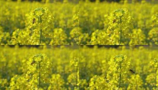 油菜花 蜜蜂采蜜 唯美油菜花高清在线视频素材下载