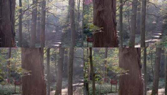 幽静的森林树木高清在线视频素材下载