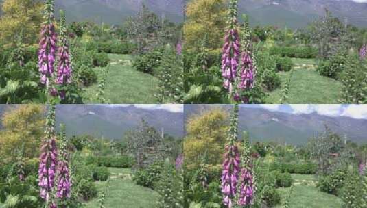 花园花房鲜花花卉特写高清在线视频素材下载